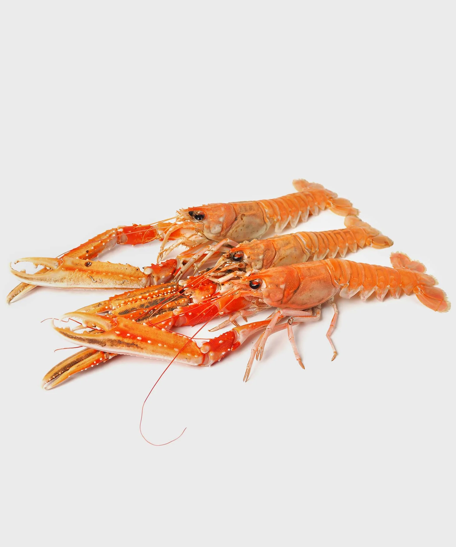 langoustine for sale
