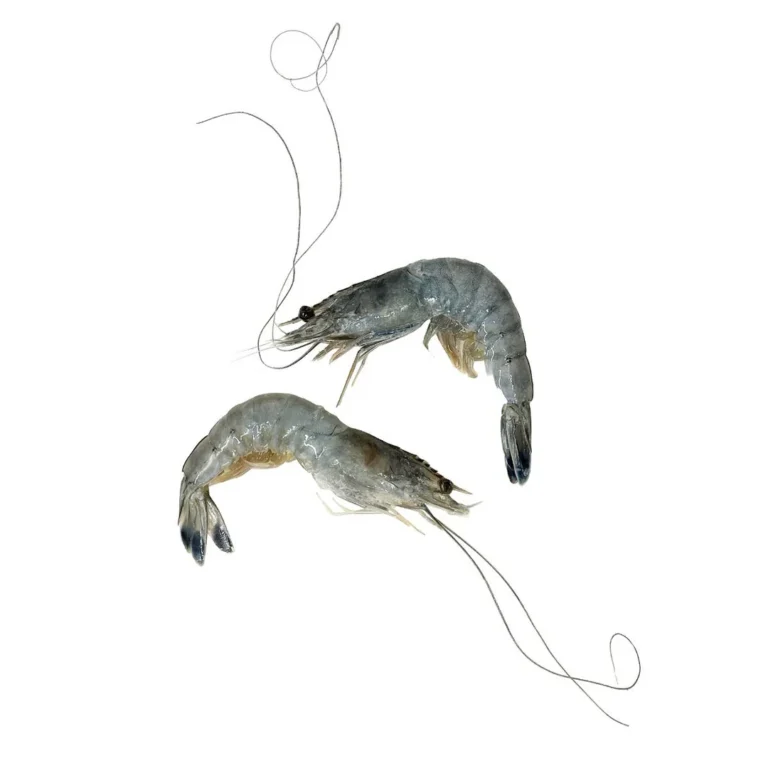 Obsiblue Prawns, Sashimi Grade, Frozen, 500g (11/12 Pcs)