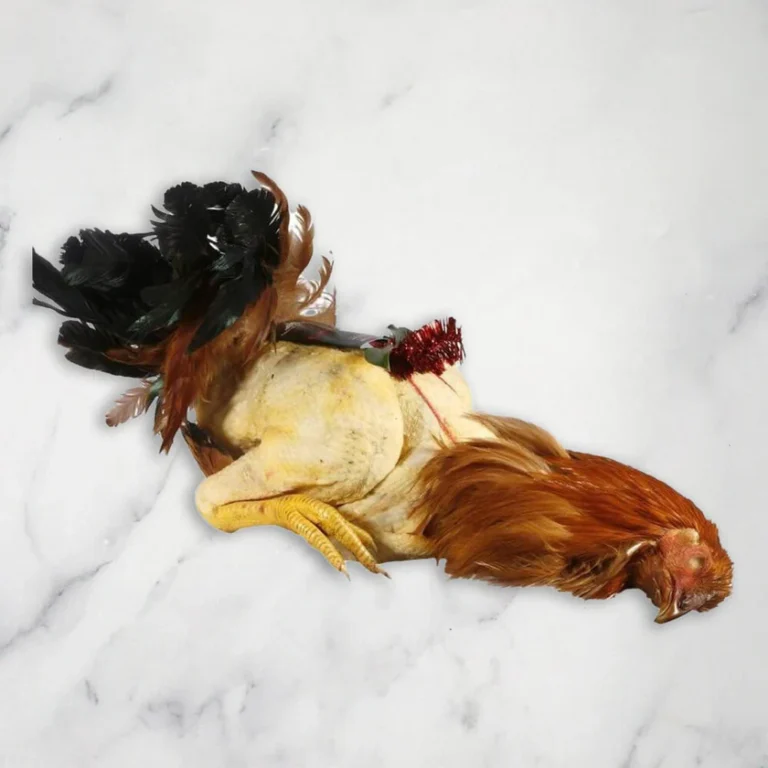 Free Range Landais Capon, Red label, +/-3.5kg – 3.8kg