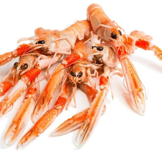 langoustine for sale