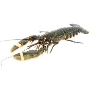 Native Lobster, Live, 2 x 600-800g