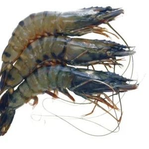 Whole Tiger Prawns, Frozen Raw, (Gross Weight: +/-1kg, Net Weight: +/-700g, 16-20)