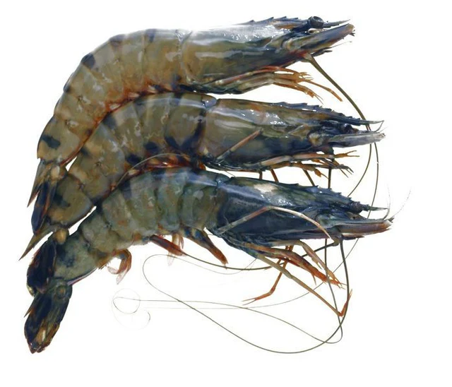 Whole Tiger Prawns, Frozen Raw, (Gross Weight: +/-1kg, Net Weight: +/-700g, 16-20)