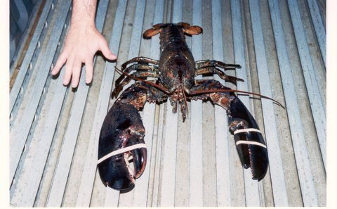 lobster prices uk