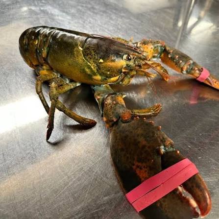 buy live lobster uk